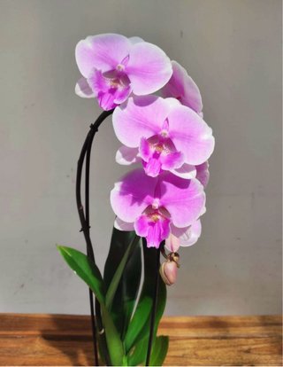 Orquídea Phalaenopsis Rosa
