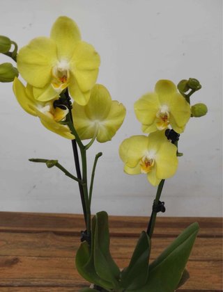 Orquídea Phalaenopsis Amarilla