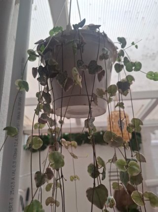 Senecio rowleyanus collar de corazones