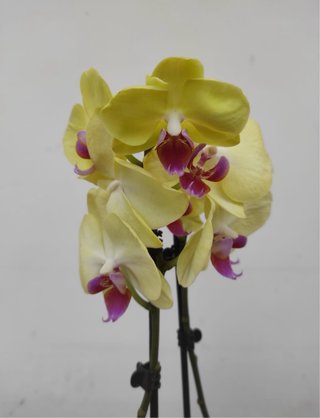 Orquídea Phalaenopsis Amarilla