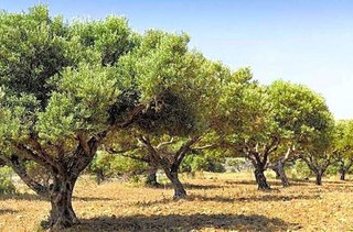 Terreno en venta en Álora