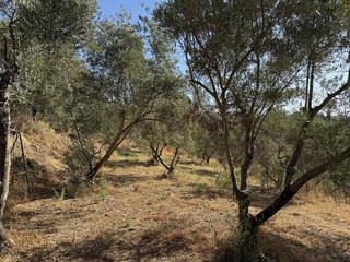 Terreno en venta en Álora