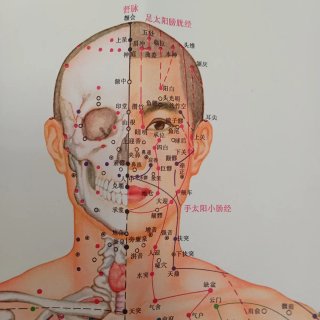 Póster XXL Vintage Anatomia Umana