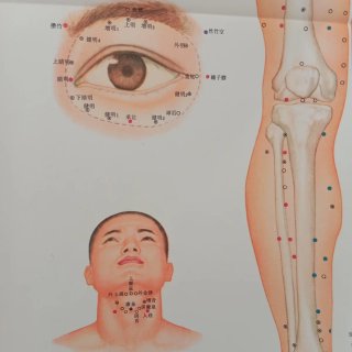 Póster XXL Vintage Anatomia Umana