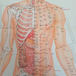 Póster XXL Vintage Anatomia Umana