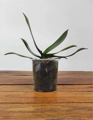Pack de 8 Orquídea Phalaenopsis sin flor