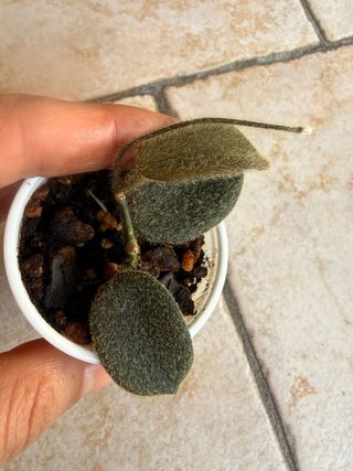 Hoya Thomsonii Pink