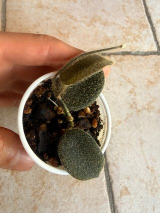 Hoya Thomsonii Pink