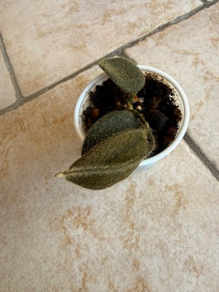 Hoya Thomsonii Pink