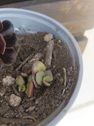 Suculentas moradas y verdes y mas variedad