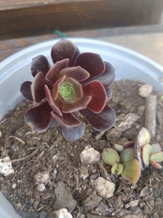 Suculentas moradas y verdes y mas variedad