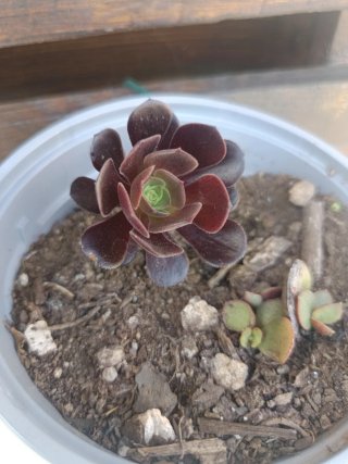 Suculentas moradas y verdes y mas variedad