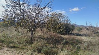 Terreno en venta en Olleria (l´)