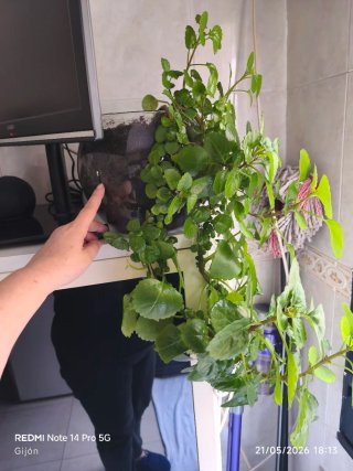 Planta de dinero en pececra grande