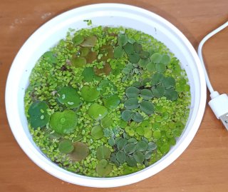 Lote 4 plantas acuáticas flotantes
