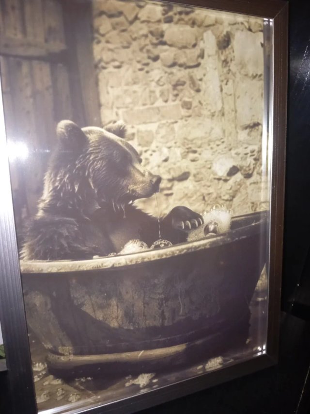 Cuadro Oso en Bañera Antigua
