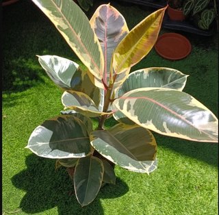 Lote 2 plantas