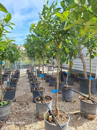 Vivero Venta de frutales en maceta