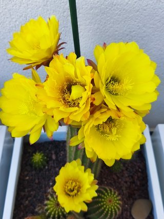 Cactus Trichocereus Huascha Yellow