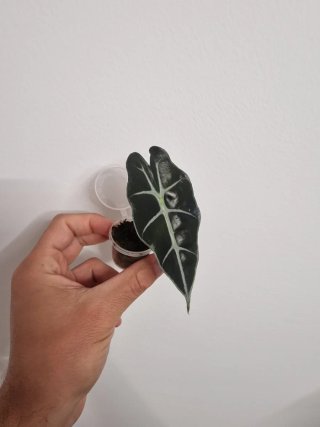 Alocasia Polly pianta