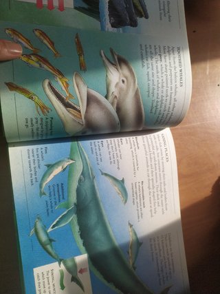 The Ladybird Discovery Encyclopedia of the Natu...