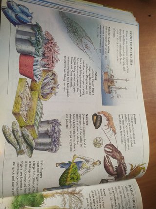 The Ladybird Discovery Encyclopedia of the Natu...