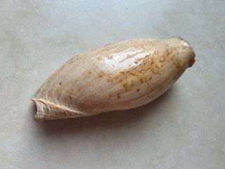 Caracola marina Cymbium Glans