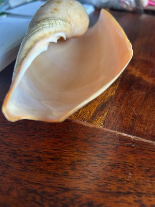 Caracola marina Cymbium Glans