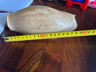 Caracola marina Cymbium Glans