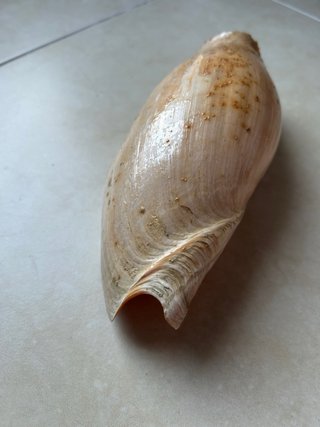 Caracola marina Cymbium Glans