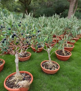 Ulivo Bonsai in ciotola