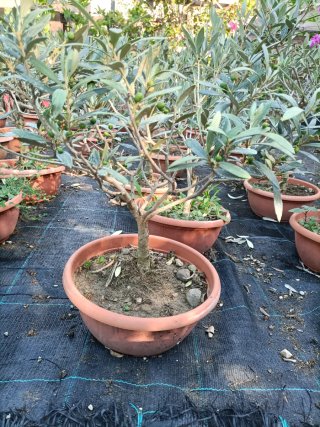 Ulivo Bonsai in ciotola