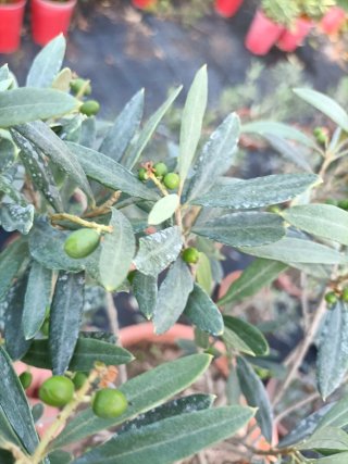 Ulivo Bonsai in ciotola