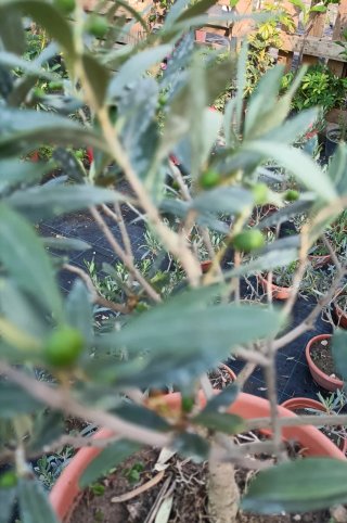Ulivo Bonsai in ciotola