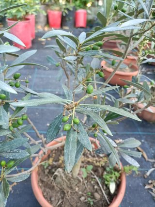 Ulivo Bonsai in ciotola