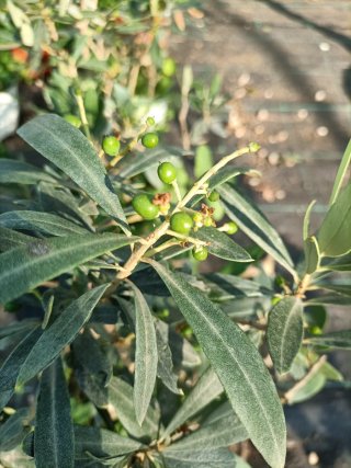 Ulivo Bonsai in ciotola