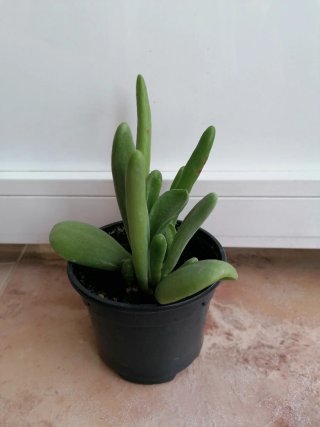 Kalanchoe en maceta negra