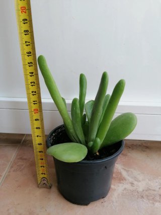 Kalanchoe en maceta negra