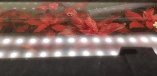 Planta de acuario roja fácil