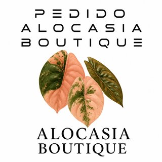 Pedido Alocasia Boutique