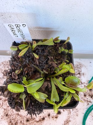 Dionaea Muscipula Bohemian Garnet
