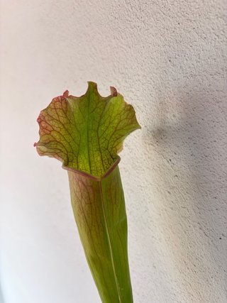 Sarracenia hybrid