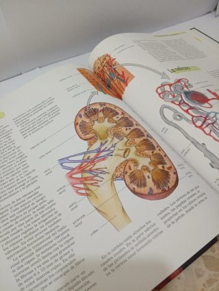 Libros Cuerpo Humano