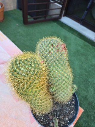 Cactus Mammillaria en maceta
