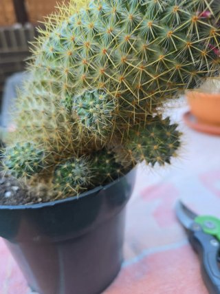 Cactus Mammillaria en maceta
