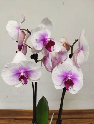 Orquídea Phalaenopsis Blanca