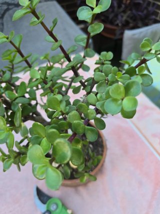 Planta de la monedita  en maceta de barro