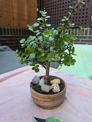Planta de la monedita  en maceta de barro