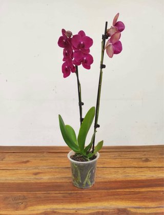 Orquídea Phalaenopsis Burdeos