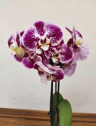 Orquídea Phalaenopsis Morada y Blanca
